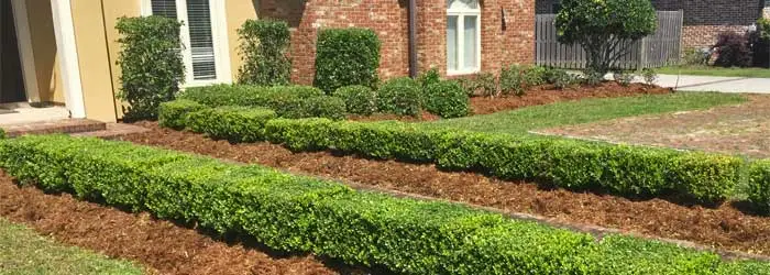 About Lafourche Lawn & Farm landscape maintenance and lawn care.