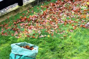 Leaf raking during a fall yard cleanup services at a home in Houma.